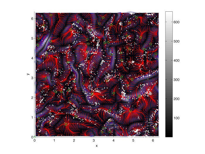 Preferential accumulation of Plankton cells in turbulence